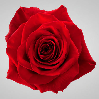 Rosa Export | por tallo
