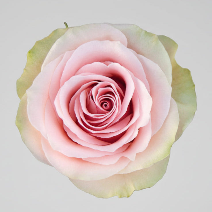 Rosa Export | por tallo