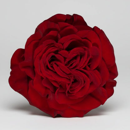 Rosa Garden | 12 tallos