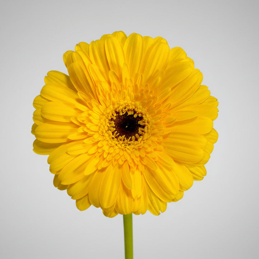 Gerberas | Flor Suelta Nuevo Laredo — Paola Flores y Casa