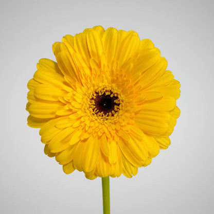 Gerberas | Flor Suelta Nuevo Laredo — Paola Flores y Casa