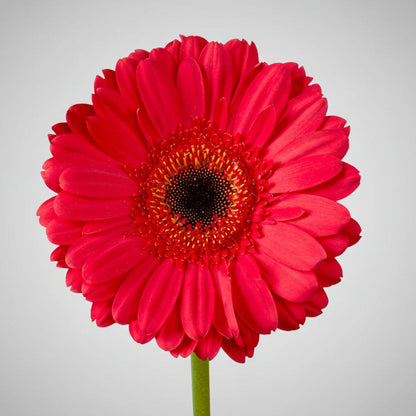 Gerberas | Flor Suelta Nuevo Laredo — Paola Flores y Casa
