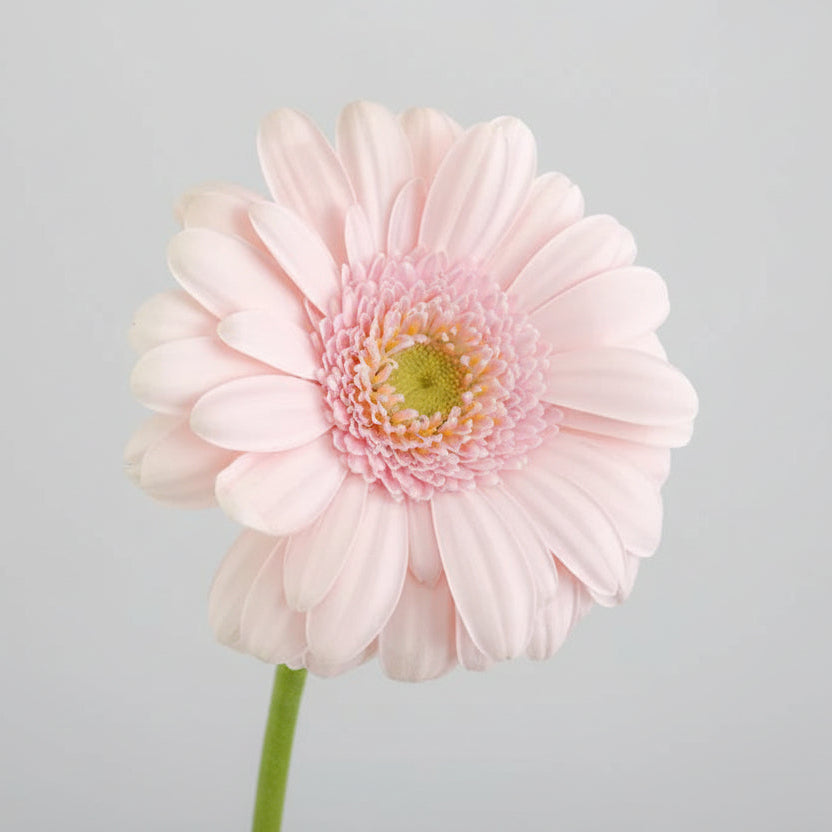 Gerberas | Flor Suelta Nuevo Laredo — Paola Flores y Casa