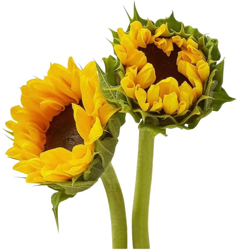 Decena de girasoles frescos — Flor suelta Nuevo Laredo