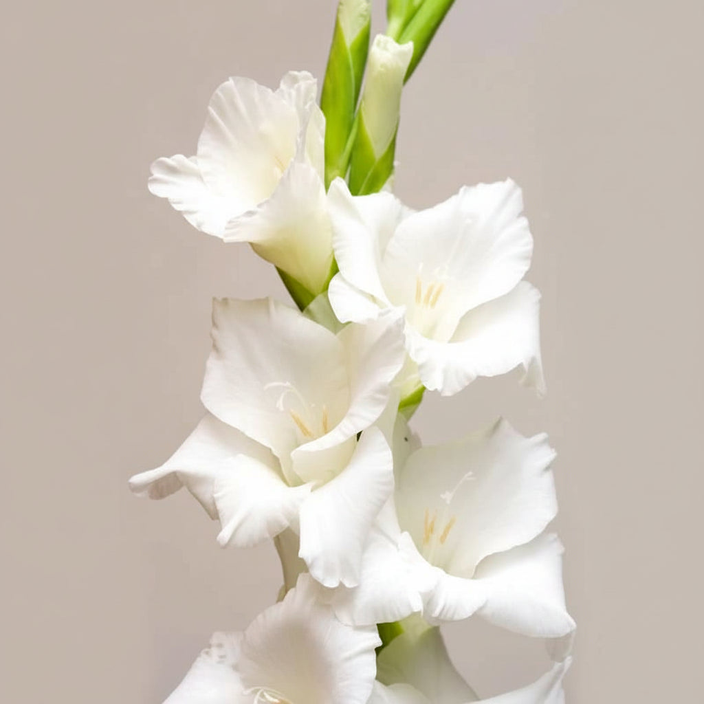 Gladiola blanca | 12 tallos