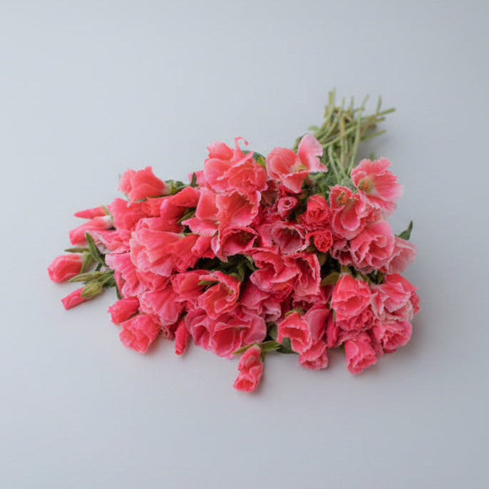 Godetia fresca en bonche, flor suelta para decorar tu hogar, entrega a domicilio en Nuevo Laredo"