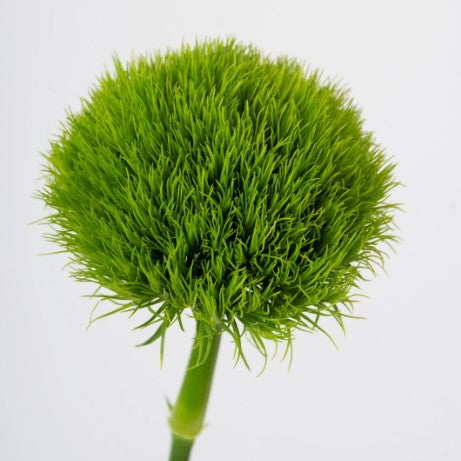 Green trick fresco en bonche, follaje natural para complementar arreglos florales, entrega a domicilio en Nuevo Laredo