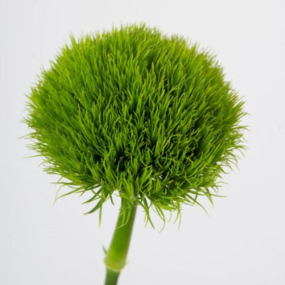 Green trick fresco en bonche, follaje natural para complementar arreglos florales, entrega a domicilio en Nuevo Laredo