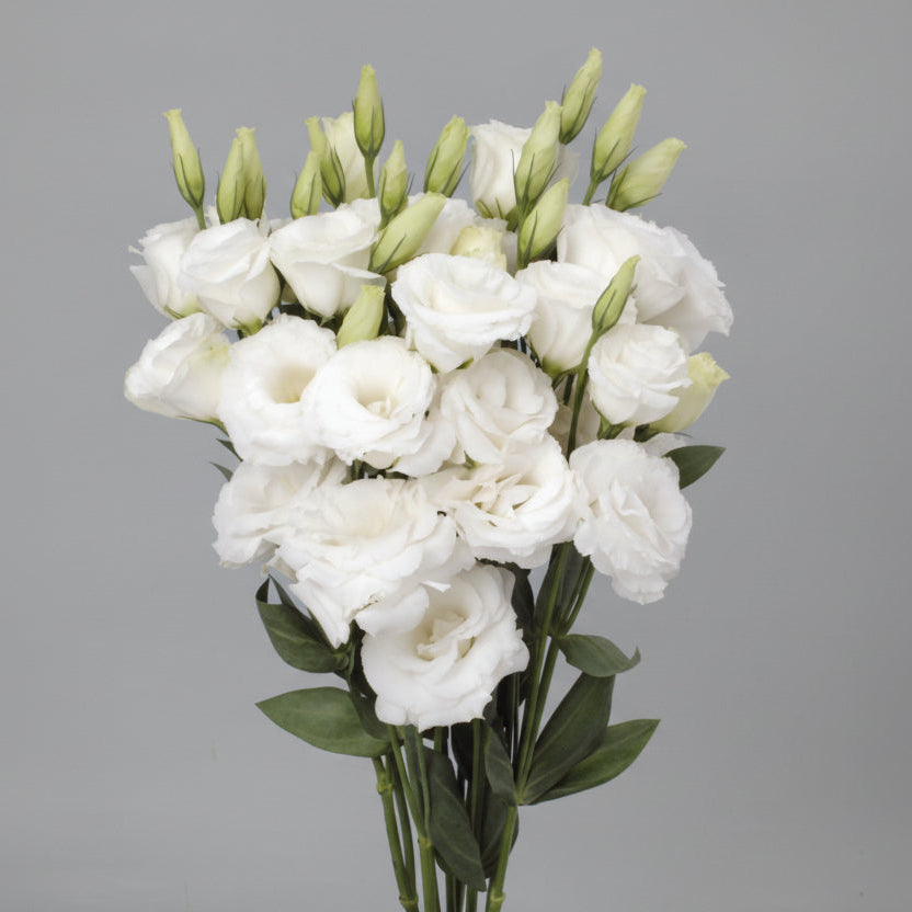 Lisianthus | Flor Suelta Nuevo Laredo — Paola Flores y Casa