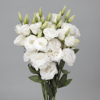 Lisianthus | Flor Suelta Nuevo Laredo — Paola Flores y Casa
