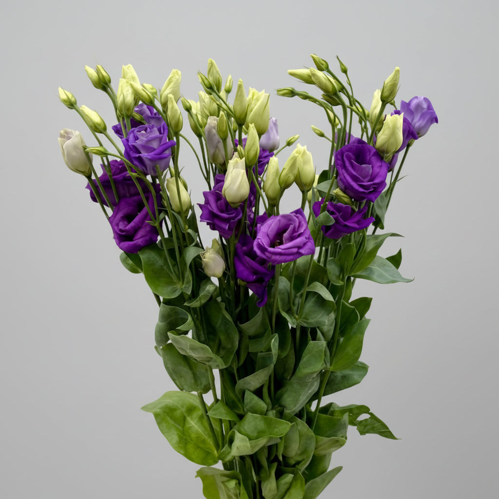 Lisianthus | Flor Suelta Nuevo Laredo — Paola Flores y Casa
