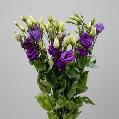 Lisianthus | Flor Suelta Nuevo Laredo — Paola Flores y Casa