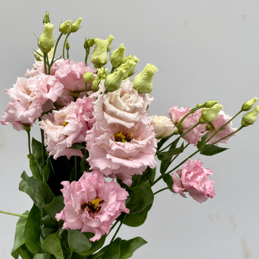 Lisianthus | Flor Suelta Nuevo Laredo — Paola Flores y Casa