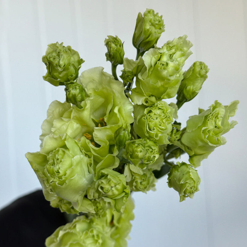Lisianthus | Flor Suelta Nuevo Laredo — Paola Flores y Casa