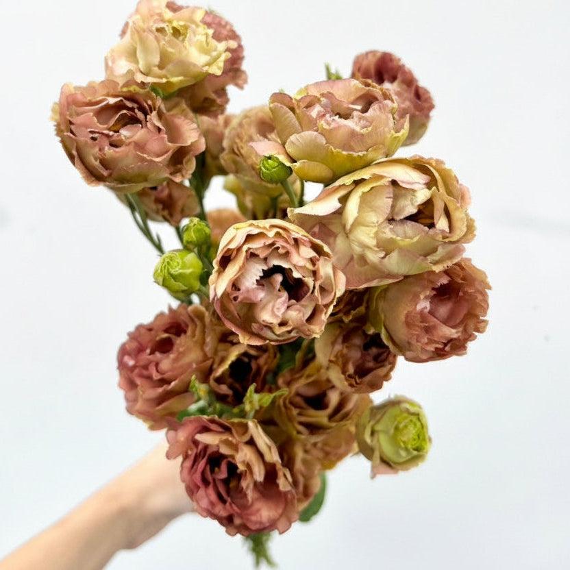 Lisianthus | Flor Suelta Nuevo Laredo — Paola Flores y Casa