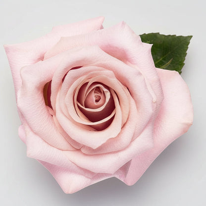 Rosa Export | por tallo