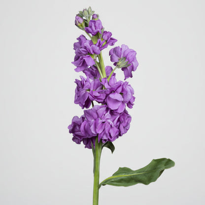 Matiola | Flor Suelta Nuevo Laredo — Paola Flores y Casa
