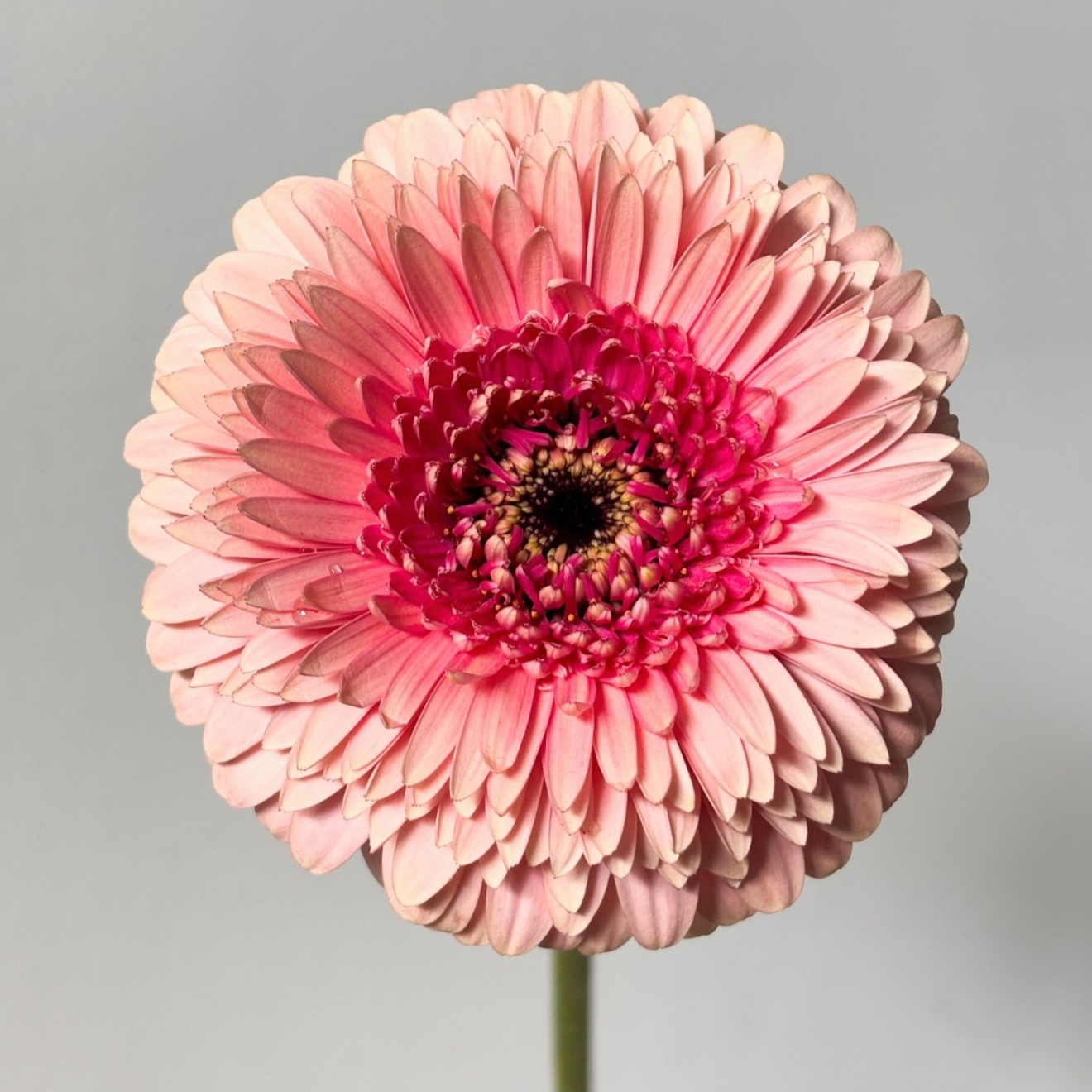 Mini gerbera | Flor Suelta Nuevo Laredo — Paola Flores y Casa