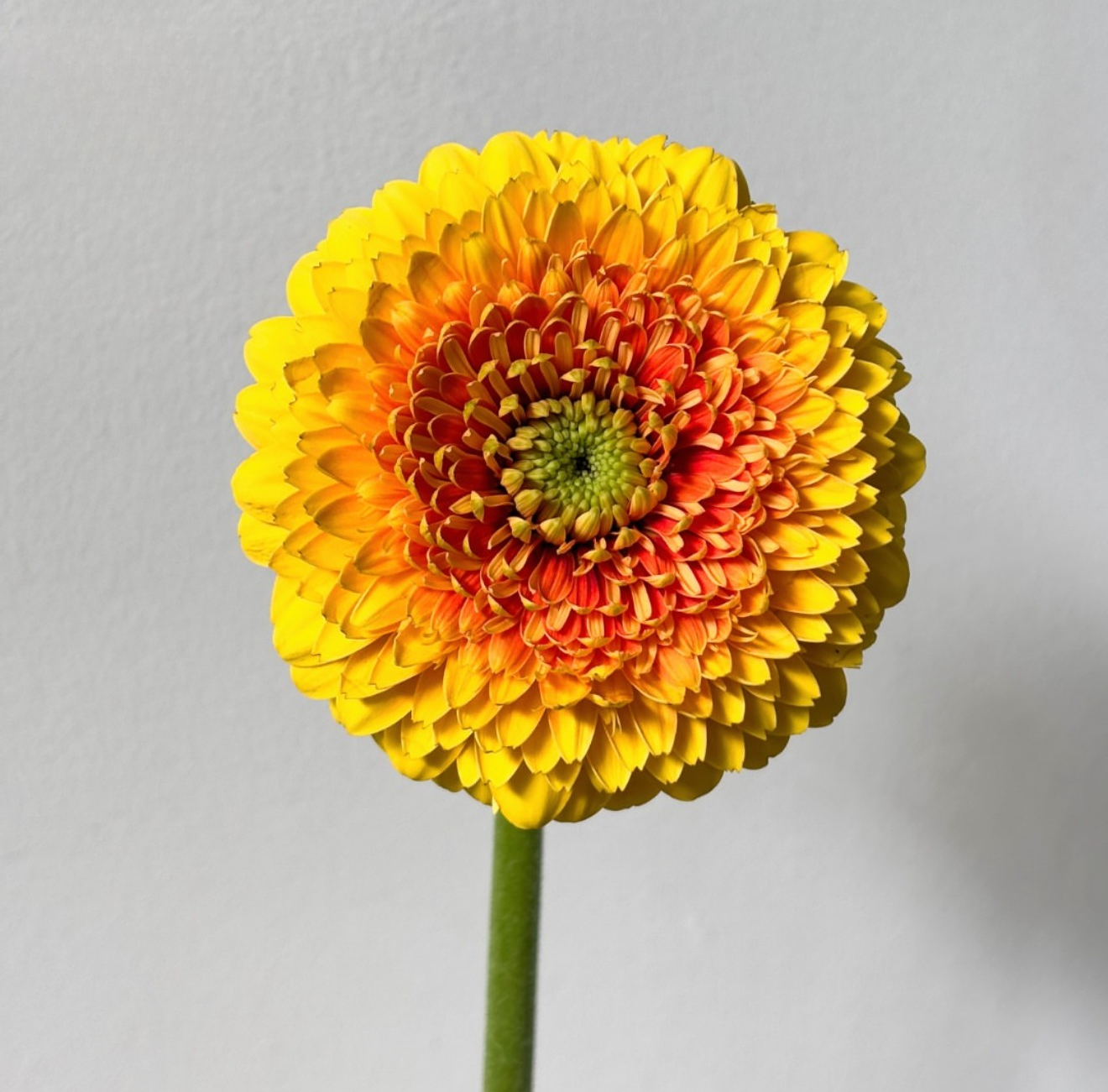 Mini gerbera | Flor Suelta Nuevo Laredo — Paola Flores y Casa