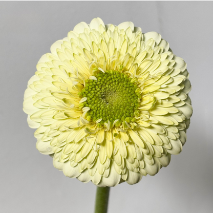 Mini gerbera | Flor Suelta Nuevo Laredo — Paola Flores y Casa