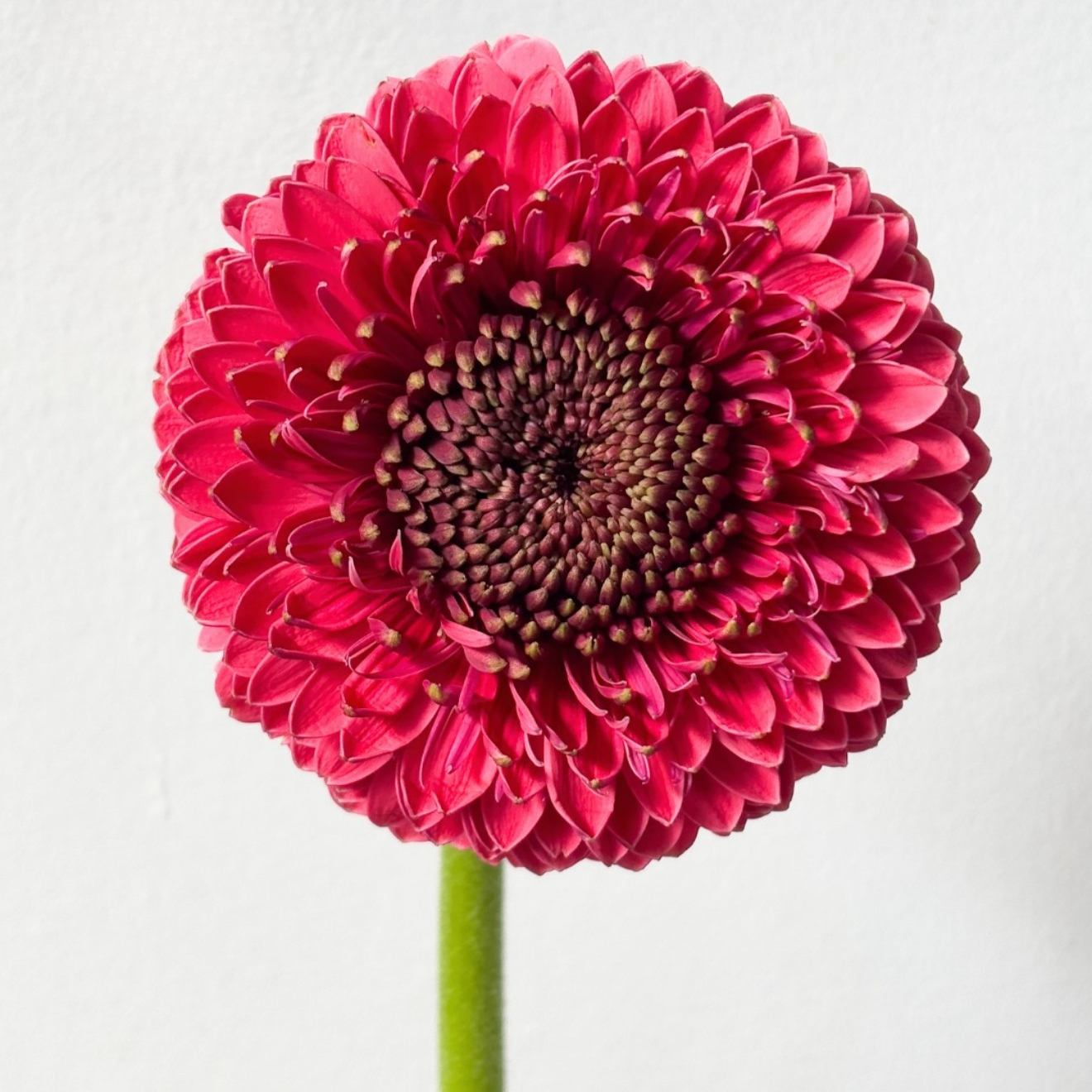Mini gerbera | Flor Suelta Nuevo Laredo — Paola Flores y Casa
