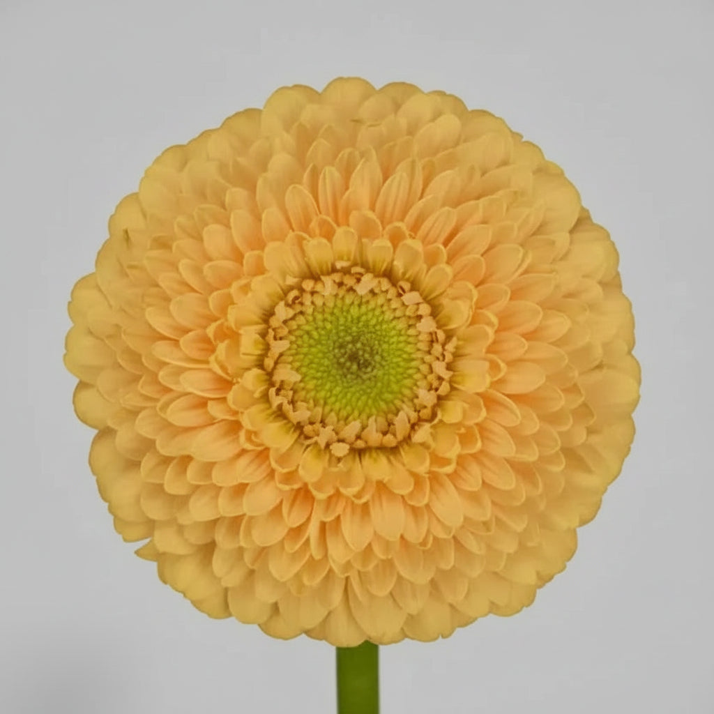 Mini gerbera | Flor Suelta Nuevo Laredo — Paola Flores y Casa