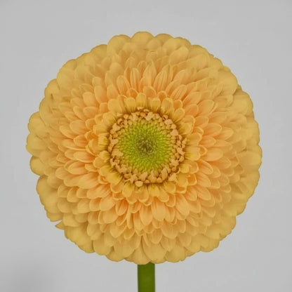 Mini gerbera | Flor Suelta Nuevo Laredo — Paola Flores y Casa