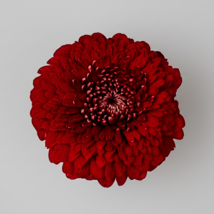 Mini gerbera | Flor Suelta Nuevo Laredo — Paola Flores y Casa