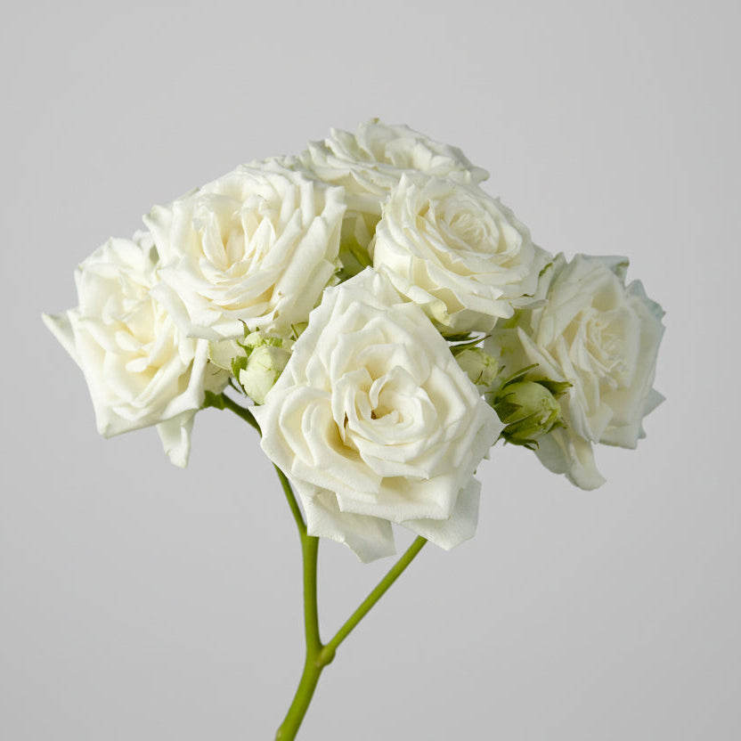 Mini rosa blanca fresca en bonche — Paola Flores y Casa