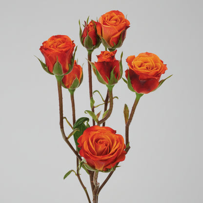 Mini rosa naranja fresca en bonche — Paola Flores y Casa