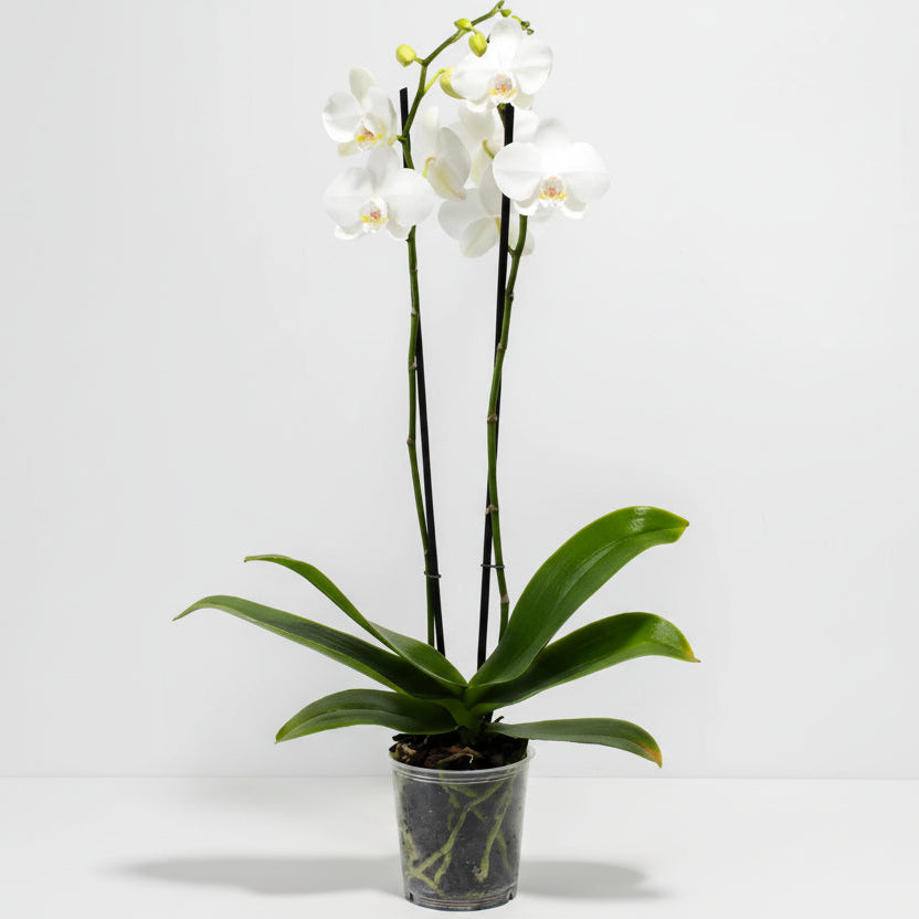 Orquídea Phalaenópsis natural en contenedor de plástico, lista para maceta