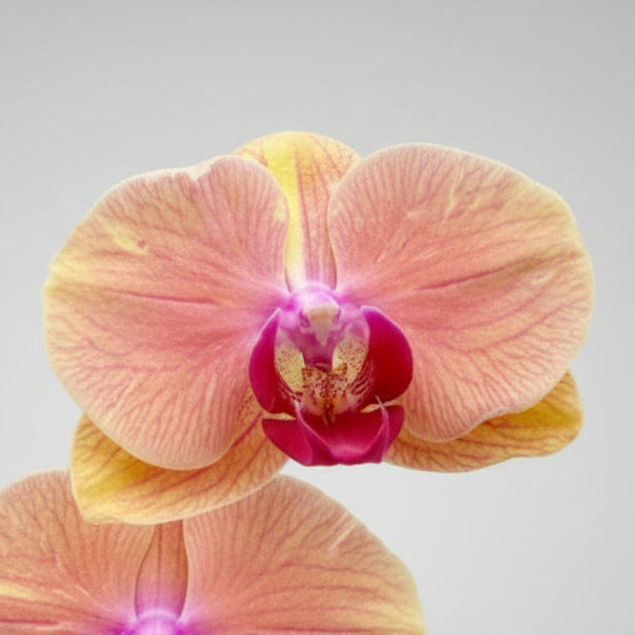 Orquídea Phalaenópsis naranja natural en maceta, planta de interior para decorar tu hogar, entrega a domicilio en Nuevo Laredo