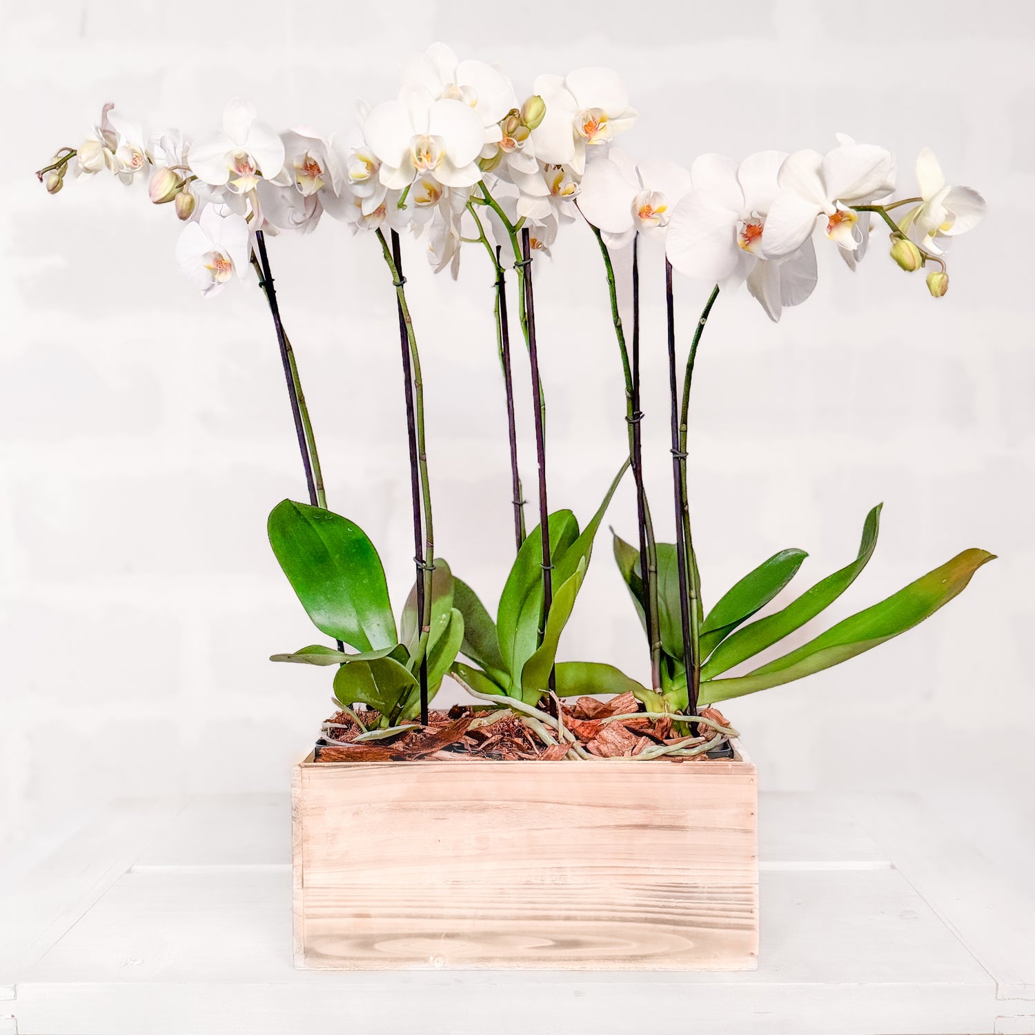 Orquídea Triple DM