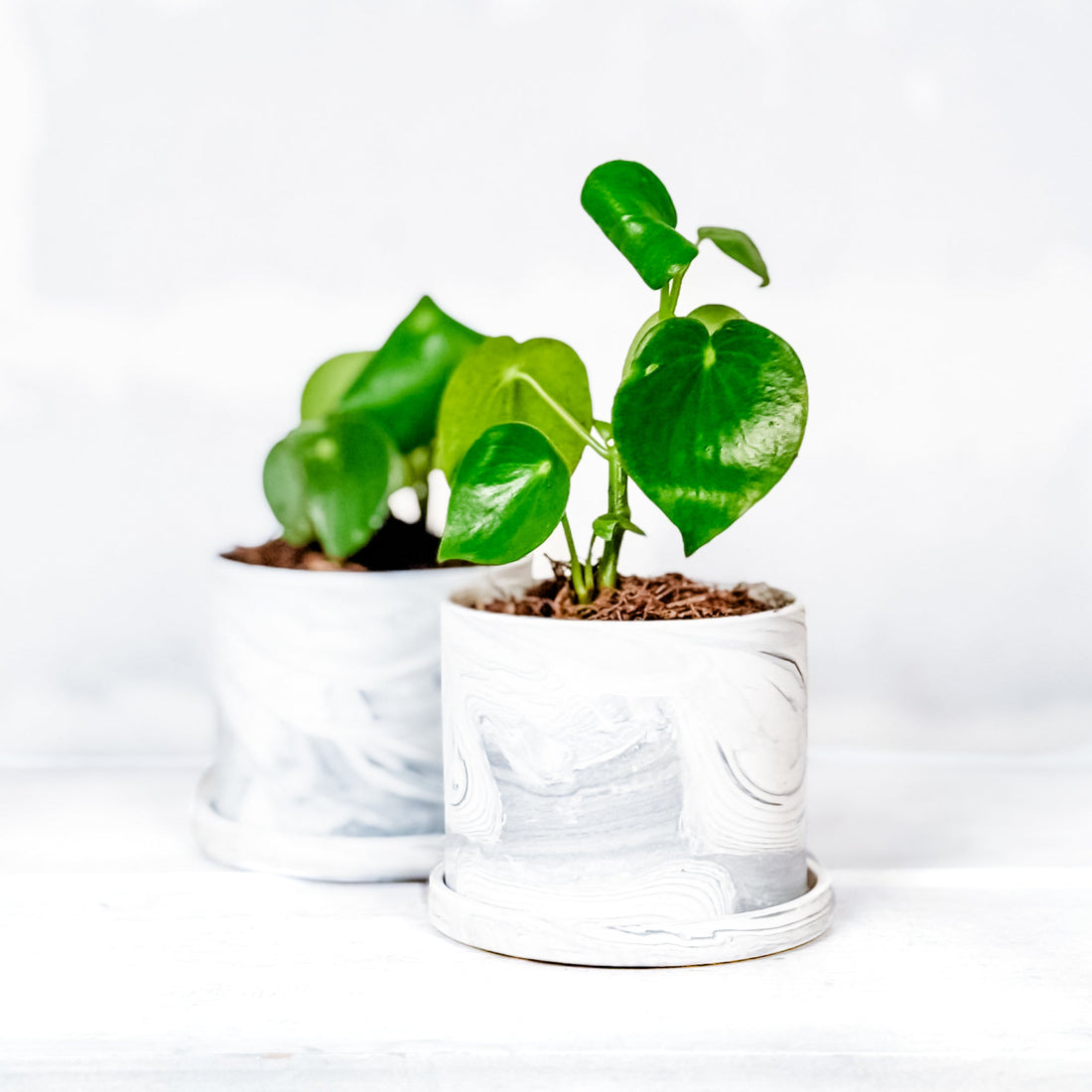 Peperomia