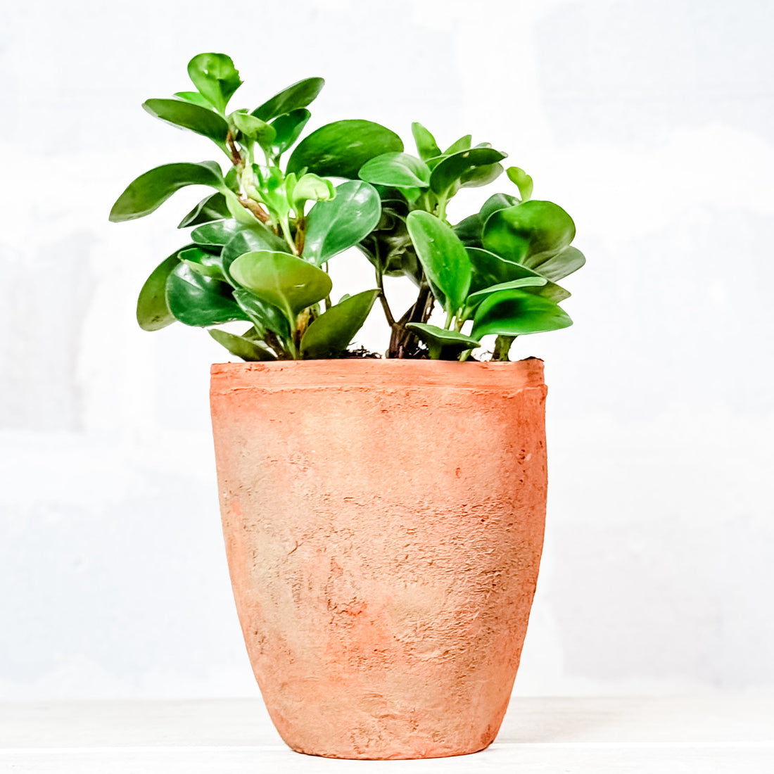 Peperomia