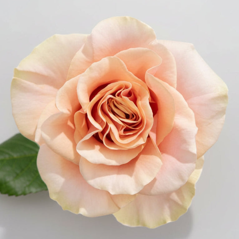 Rosa Export | por tallo