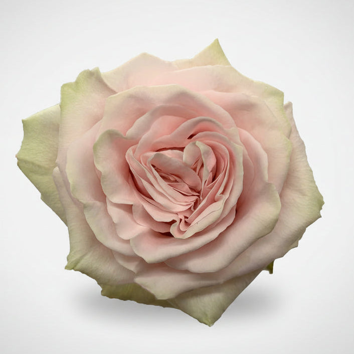 Rosa Export | por tallo