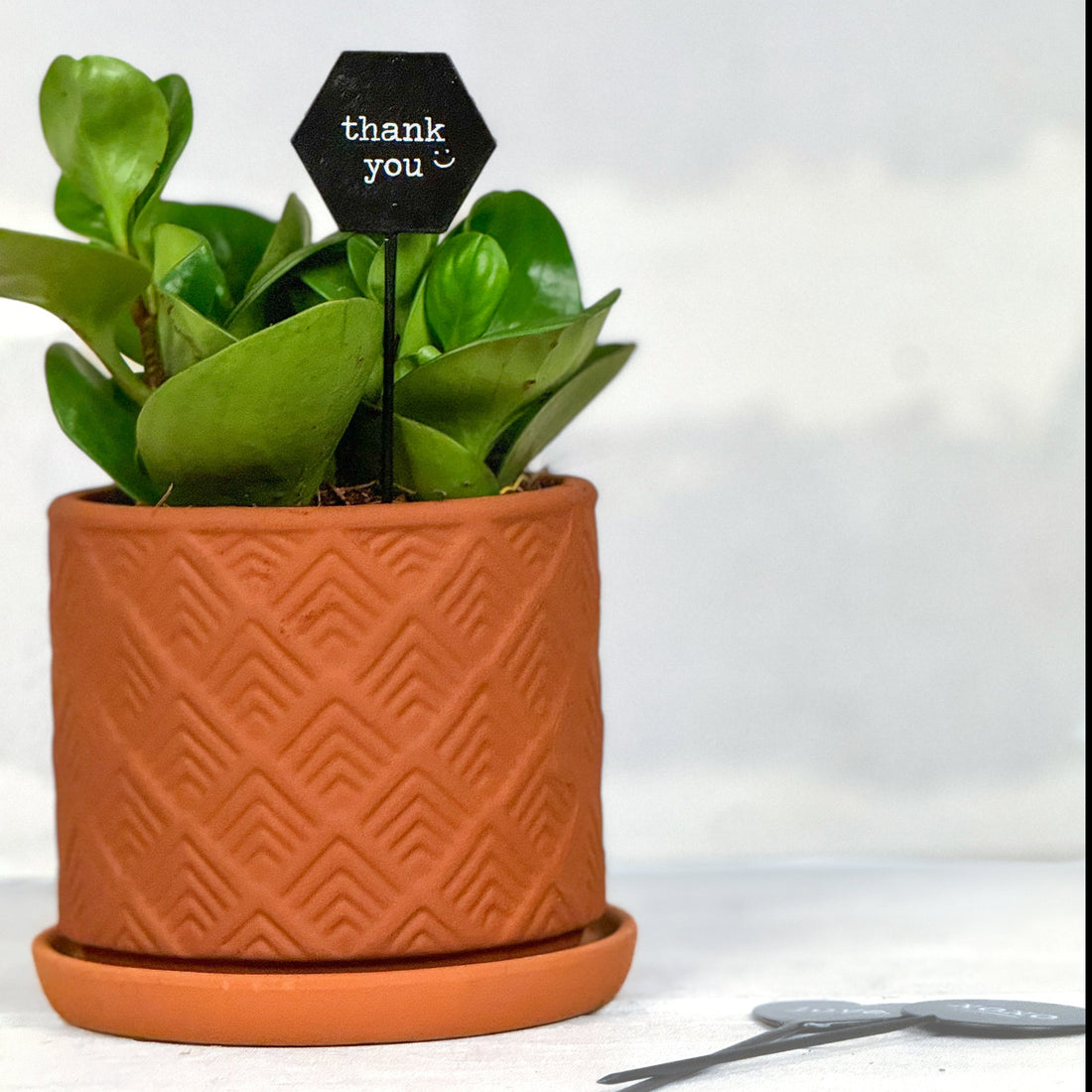 Plant Stick