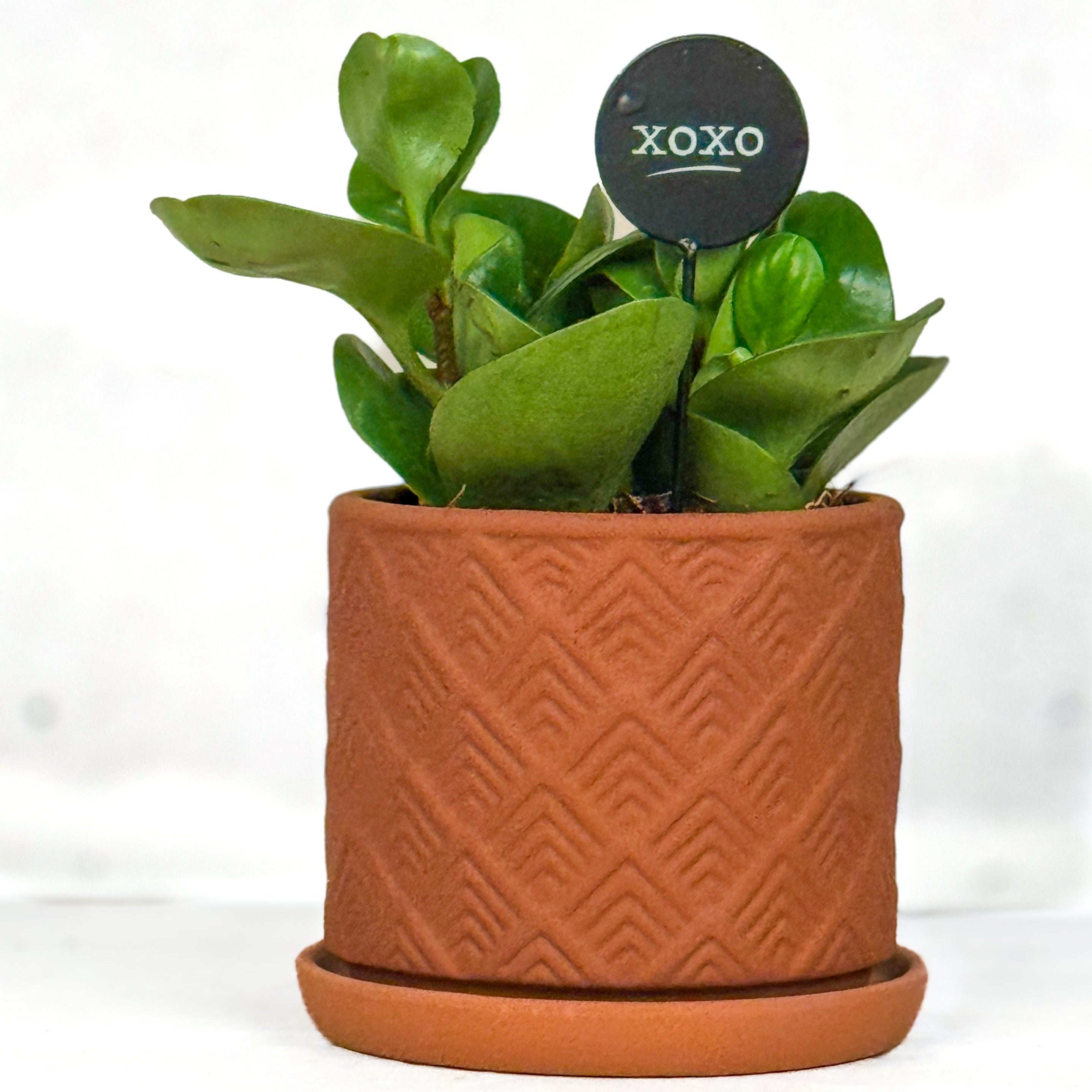 Plant Stick