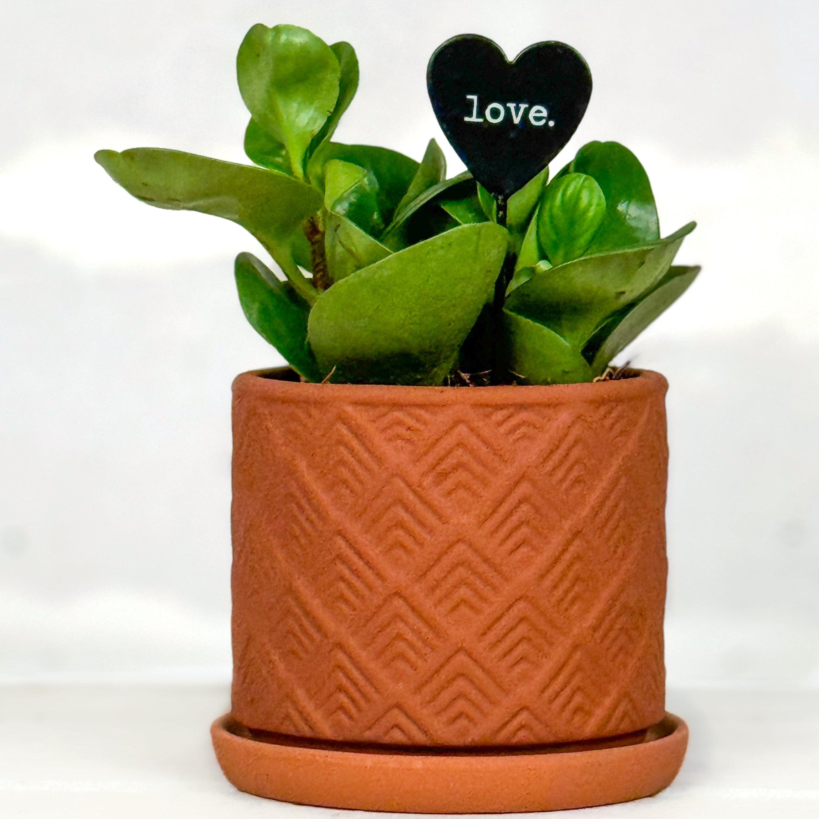Plant Stick