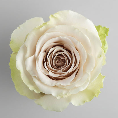 Rosa Export | por tallo