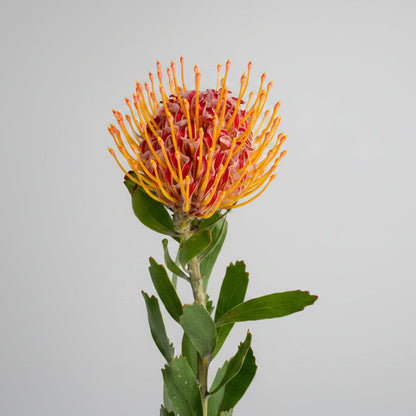 Protea fresca por tallo, flor suelta exótica para decorar tu hogar, entrega a domicilio en Nuevo Laredo