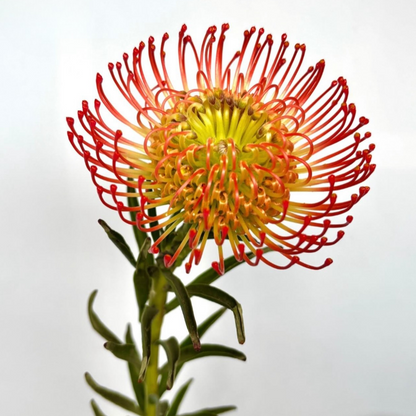 Protea | 1 tallo