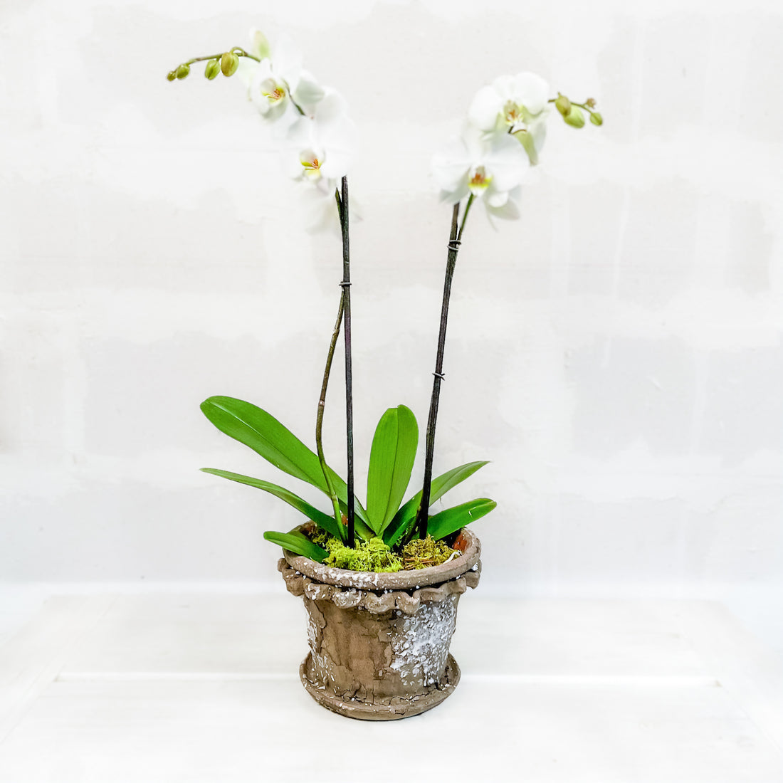 Orquídea base Rústica