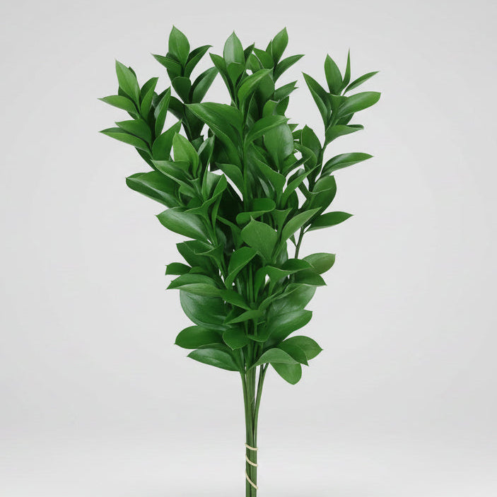 Ruscus fresco en bonche, follaje natural para complementar arreglos florales, entrega a domicilio en Nuevo Laredo