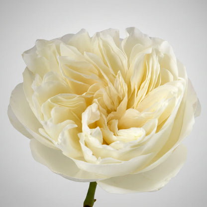 Rosa Garden | 12 tallos