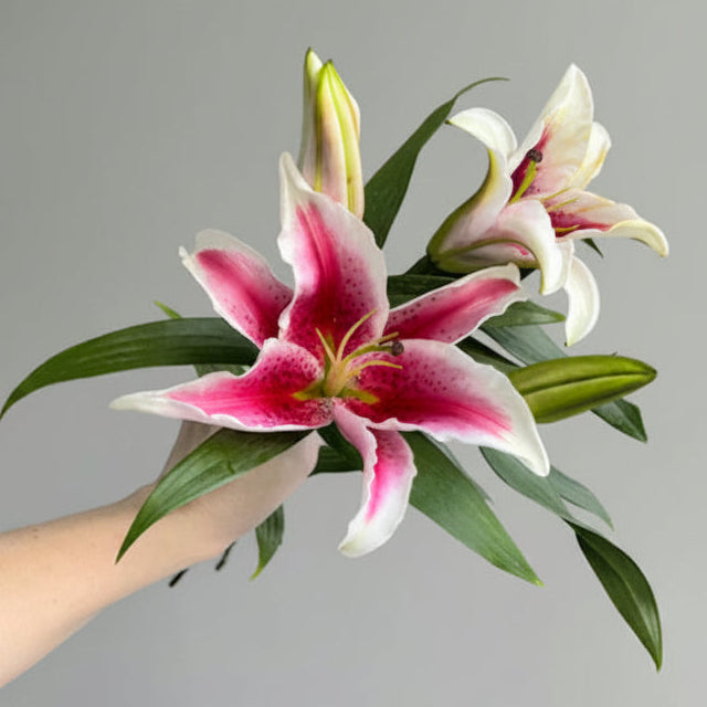 Stargayzers frescos en 10 tallos, flor suelta bajo pedido especial para decorar tu hogar, entrega programada en Nuevo Laredo