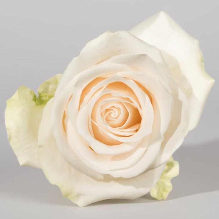 Rosa Export | por tallo