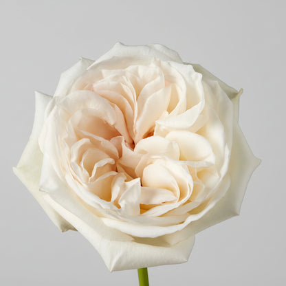 Rosa Premium | 12 tallos