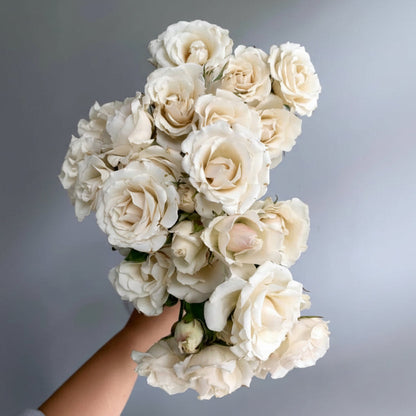Mini rosa White Majolica fresca en bonche — Paola Flores y Casa